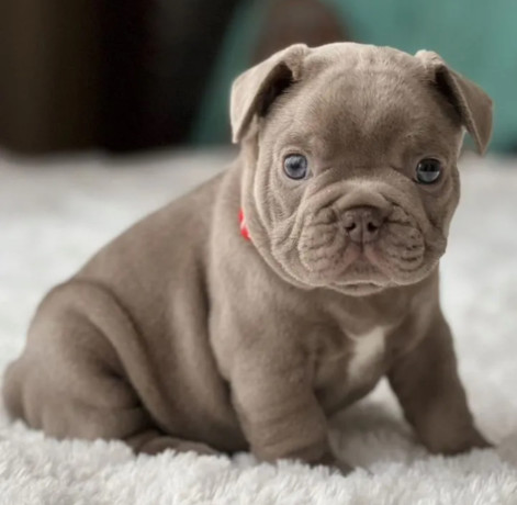 healthy-french-bulldog-puppies-for-sale-raised-with-love-big-5