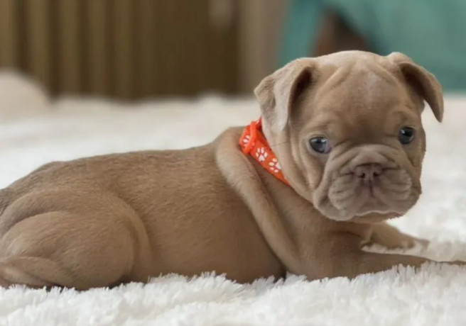 healthy-french-bulldog-puppies-for-sale-raised-with-love-big-2