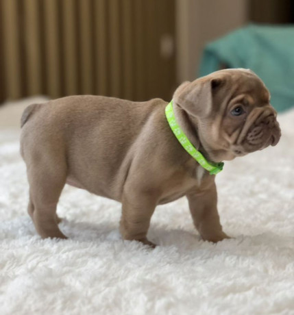 healthy-french-bulldog-puppies-for-sale-raised-with-love-big-7