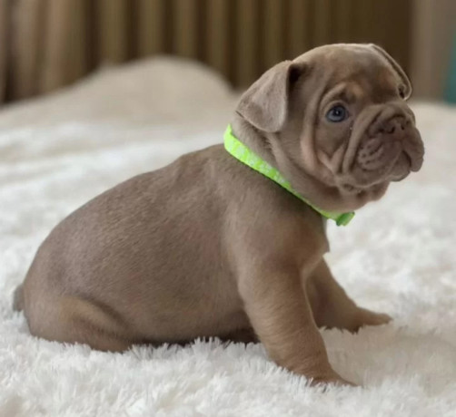 healthy-french-bulldog-puppies-for-sale-raised-with-love-big-9