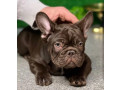 french-bulldog-puppies-for-sale-affordable-and-adorable-small-2