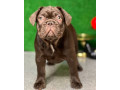 french-bulldog-puppies-for-sale-affordable-and-adorable-small-3