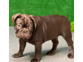 french-bulldog-puppies-for-sale-affordable-and-adorable-small-0