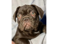 french-bulldog-puppies-for-sale-affordable-and-adorable-small-1