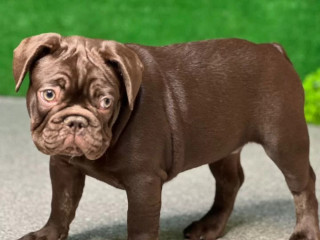 French Bulldog Puppies for Sale Affordable and Adorable