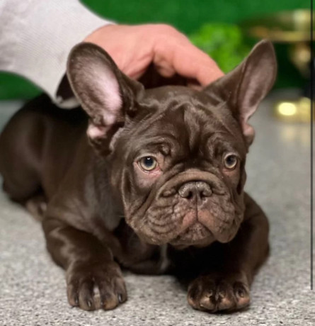 french-bulldog-puppies-for-sale-affordable-and-adorable-big-2