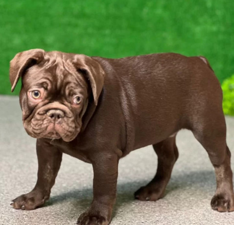 french-bulldog-puppies-for-sale-affordable-and-adorable-big-0