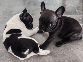 French Bulldog Puppies for Sale Adorable and Affectionate Companions