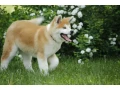 adopt-a-loving-companion-4-month-old-japanese-akita-inu-puppy-for-sale-small-0