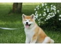 adopt-a-loving-companion-4-month-old-japanese-akita-inu-puppy-for-sale-small-3