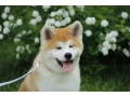 adopt-a-loving-companion-4-month-old-japanese-akita-inu-puppy-for-sale-small-2