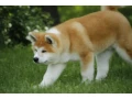 adopt-a-loving-companion-4-month-old-japanese-akita-inu-puppy-for-sale-small-1