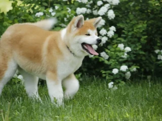 Adopt a Loving Companion: 4-Month-Old Japanese Akita Inu Puppy for Sale!