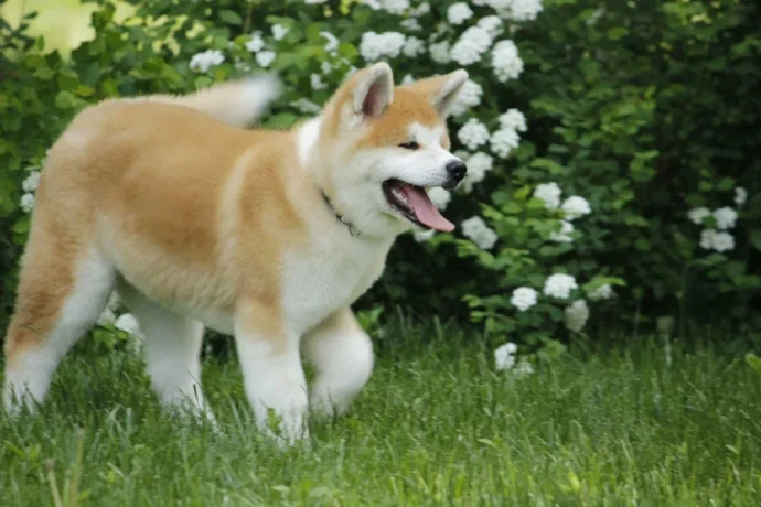 adopt-a-loving-companion-4-month-old-japanese-akita-inu-puppy-for-sale-big-0