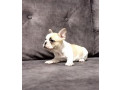 french-bulldog-puppies-for-sale-playful-and-loyal-companions-small-0