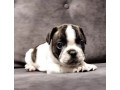 french-bulldog-puppies-for-sale-playful-and-loyal-companions-small-2