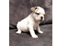 french-bulldog-puppies-for-sale-playful-and-loyal-companions-small-1