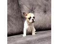 french-bulldog-puppies-for-sale-playful-and-loyal-companions-small-3