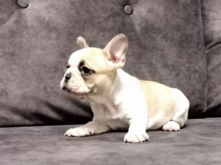 French Bulldog Puppies for Sale Playful and Loyal Companions