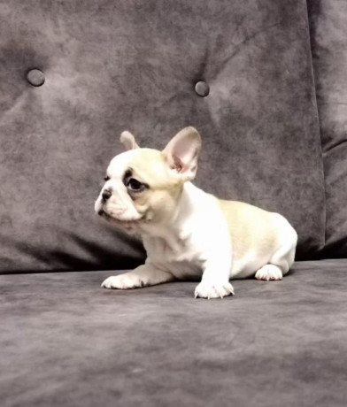 french-bulldog-puppies-for-sale-playful-and-loyal-companions-big-0