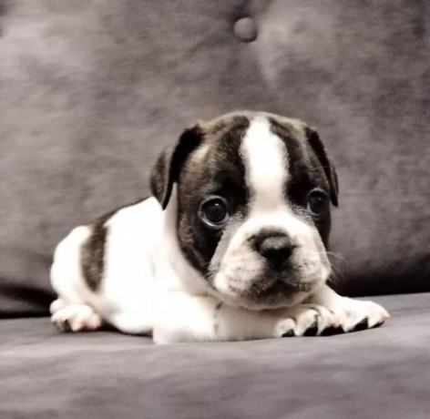 french-bulldog-puppies-for-sale-playful-and-loyal-companions-big-2