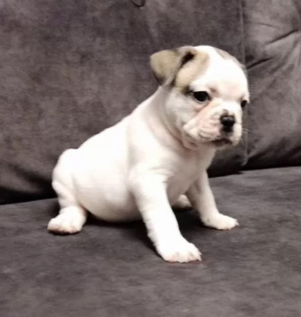 french-bulldog-puppies-for-sale-playful-and-loyal-companions-big-1