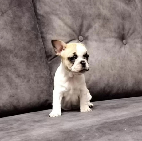 french-bulldog-puppies-for-sale-playful-and-loyal-companions-big-3