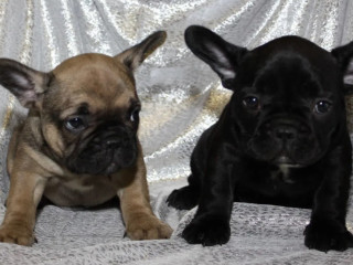 French Bulldog Puppies for Sale Perfect for First-Time Owners