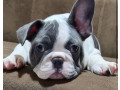 french-bulldog-puppies-for-sale-great-with-kids-and-pets-small-1