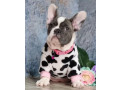 french-bulldog-puppies-for-sale-great-with-kids-and-pets-small-0