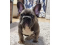 french-bulldog-puppies-for-sale-great-with-kids-and-pets-small-4