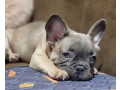 french-bulldog-puppies-for-sale-great-with-kids-and-pets-small-2