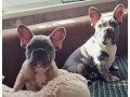 french-bulldog-puppies-for-sale-great-with-kids-and-pets-small-3