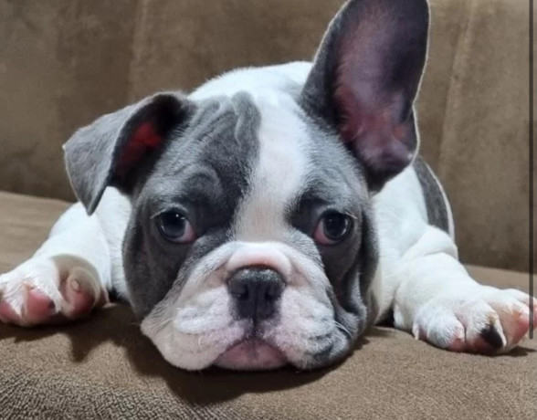 french-bulldog-puppies-for-sale-great-with-kids-and-pets-big-1