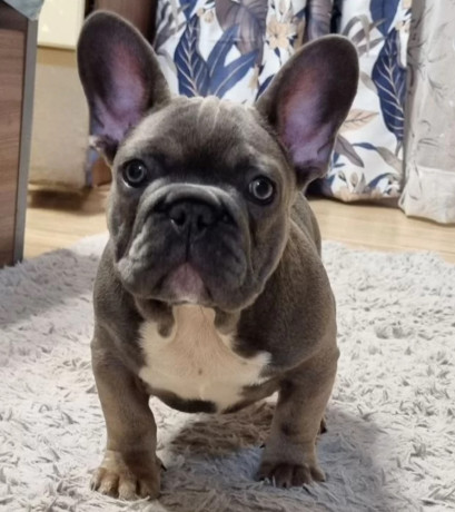 french-bulldog-puppies-for-sale-great-with-kids-and-pets-big-4