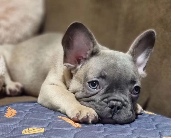 french-bulldog-puppies-for-sale-great-with-kids-and-pets-big-2