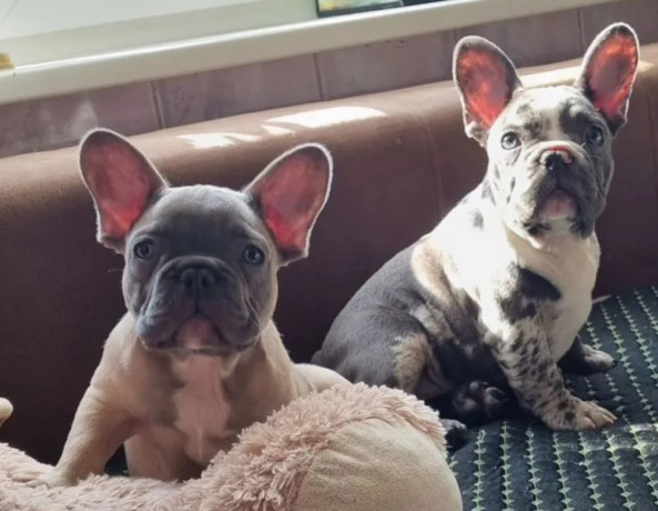 french-bulldog-puppies-for-sale-great-with-kids-and-pets-big-3