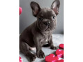 french-bulldog-puppies-for-sale-ready-to-join-your-home-small-1