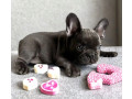 french-bulldog-puppies-for-sale-ready-to-join-your-home-small-0