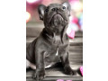 french-bulldog-puppies-for-sale-ready-to-join-your-home-small-4