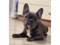 french-bulldog-puppies-for-sale-ready-to-join-your-home-small-2