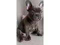 french-bulldog-puppies-for-sale-ready-to-join-your-home-small-3