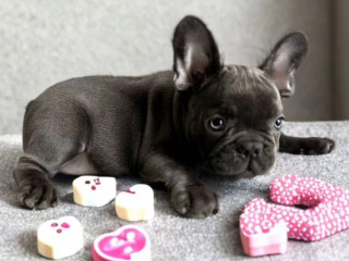 French Bulldog Puppies for Sale Ready to Join Your Home