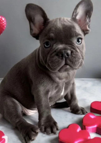 french-bulldog-puppies-for-sale-ready-to-join-your-home-big-1