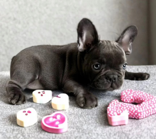 french-bulldog-puppies-for-sale-ready-to-join-your-home-big-0