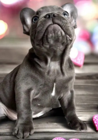 french-bulldog-puppies-for-sale-ready-to-join-your-home-big-4