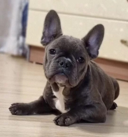 french-bulldog-puppies-for-sale-ready-to-join-your-home-big-2