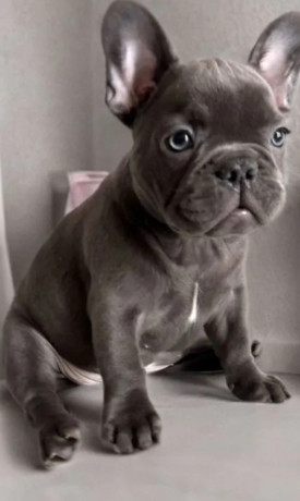 french-bulldog-puppies-for-sale-ready-to-join-your-home-big-3