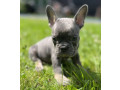 french-bulldog-puppies-for-sale-affordable-pricing-small-9