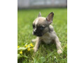 french-bulldog-puppies-for-sale-affordable-pricing-small-8